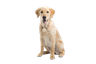 Pets Allowed